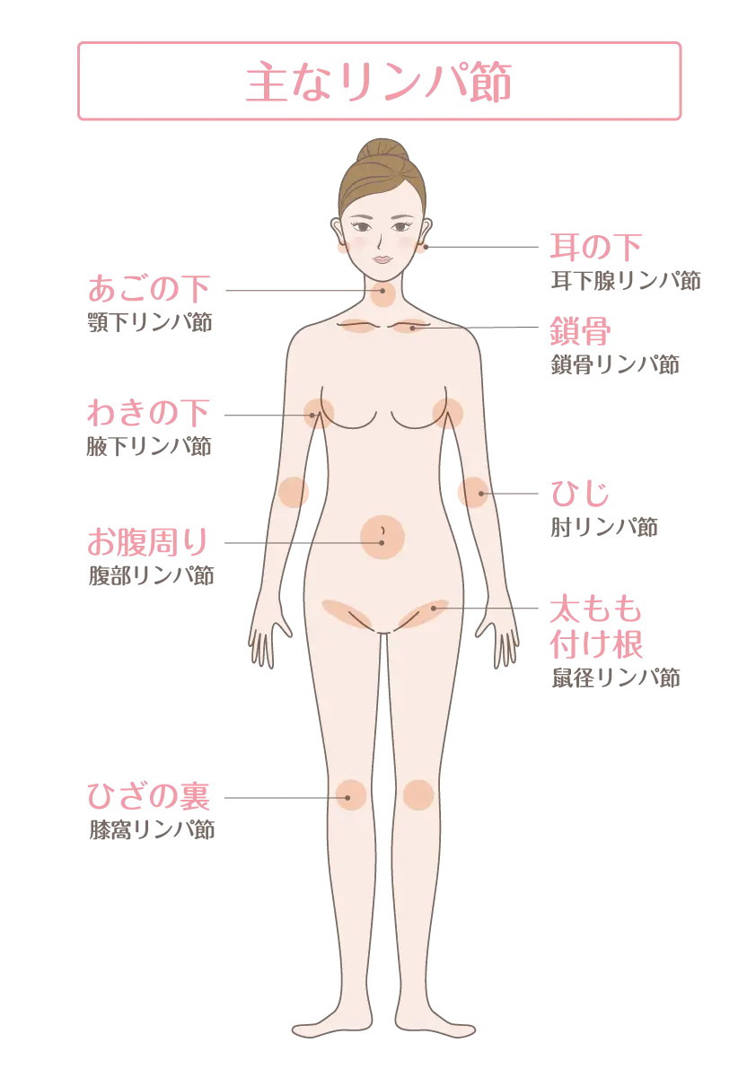 鎖骨リンパ節は、もっとも重要なリンパ節の一つです。