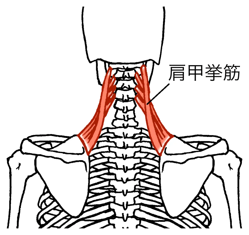 首こりに関係する筋肉ー肩甲挙筋