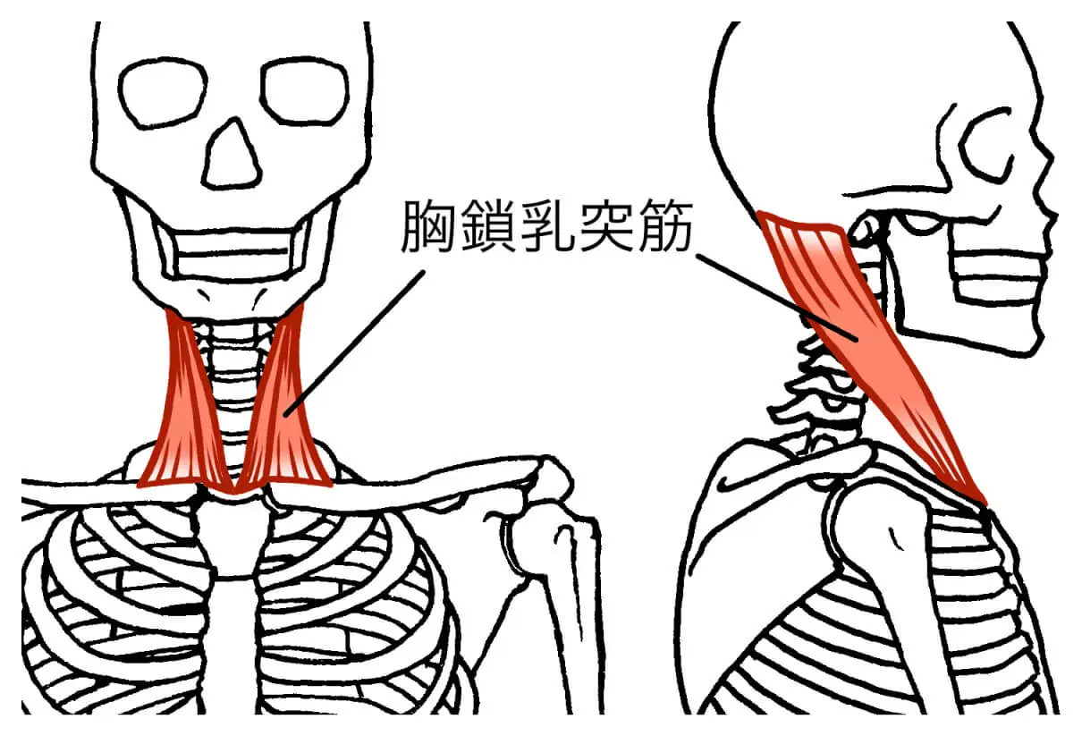 胸鎖乳突筋の筋肉図