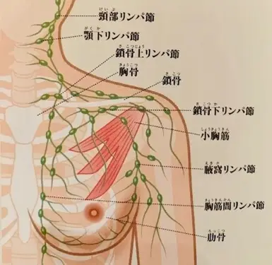 バスト周辺のリンパ節