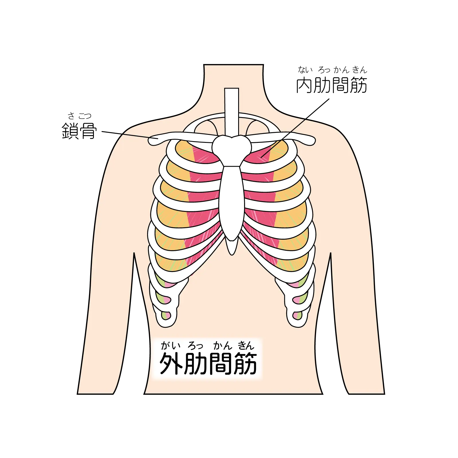 肋間筋の筋肉図