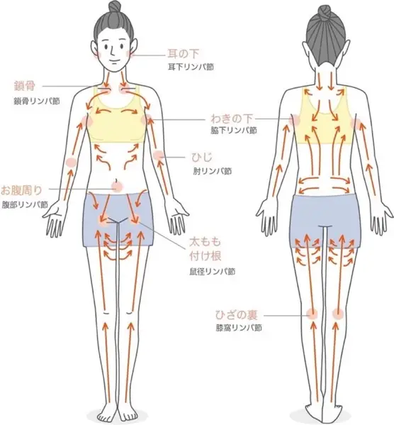 リンパマッサージの流れ図