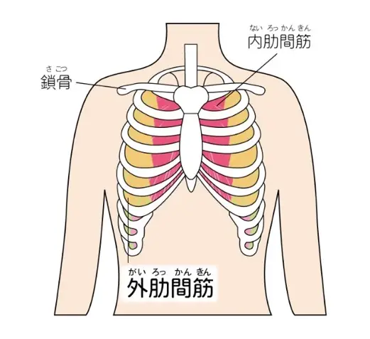 肋間筋の筋肉図