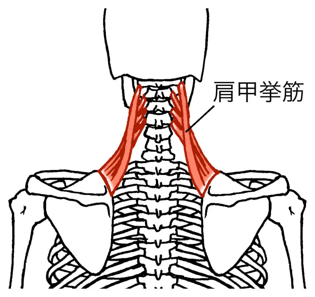 肩甲挙筋の筋肉図