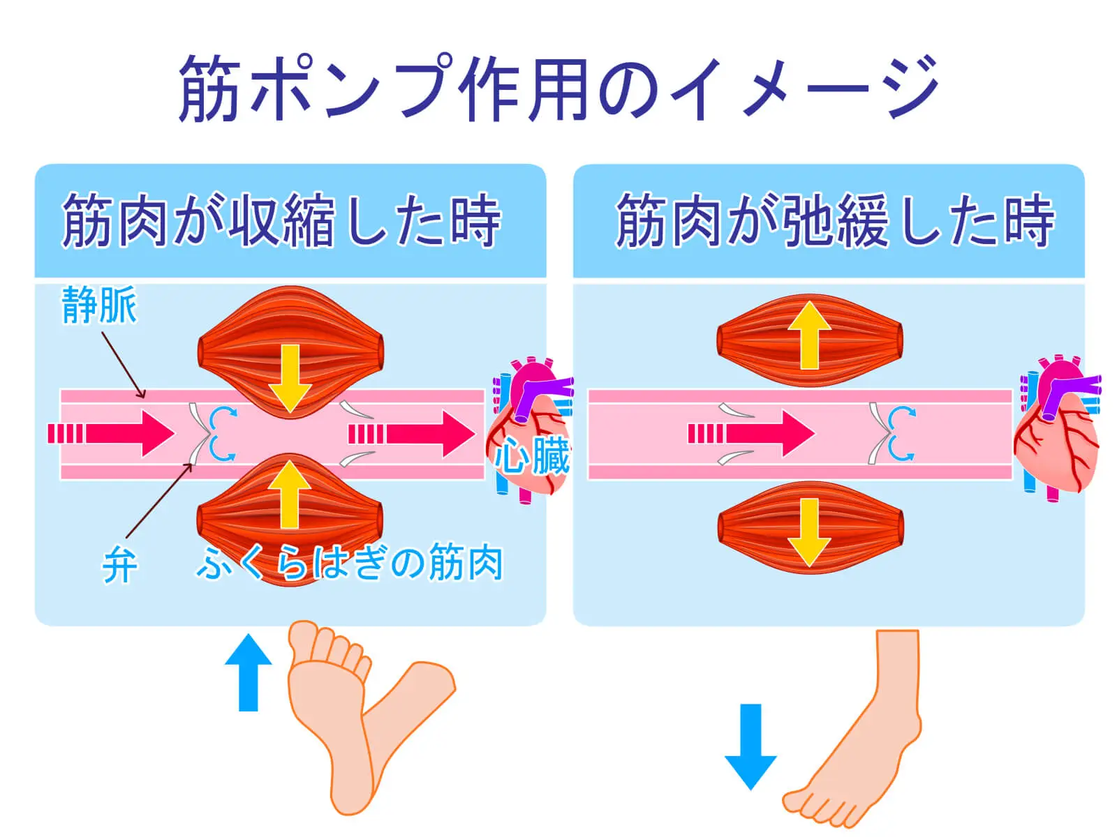 リンパの流れを作る、筋ポンプ作用のイメージ図