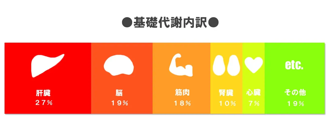 基礎代謝量の内訳