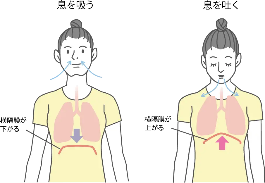 横隔膜の動きの模式図