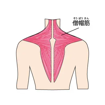 僧帽筋のイラスト図