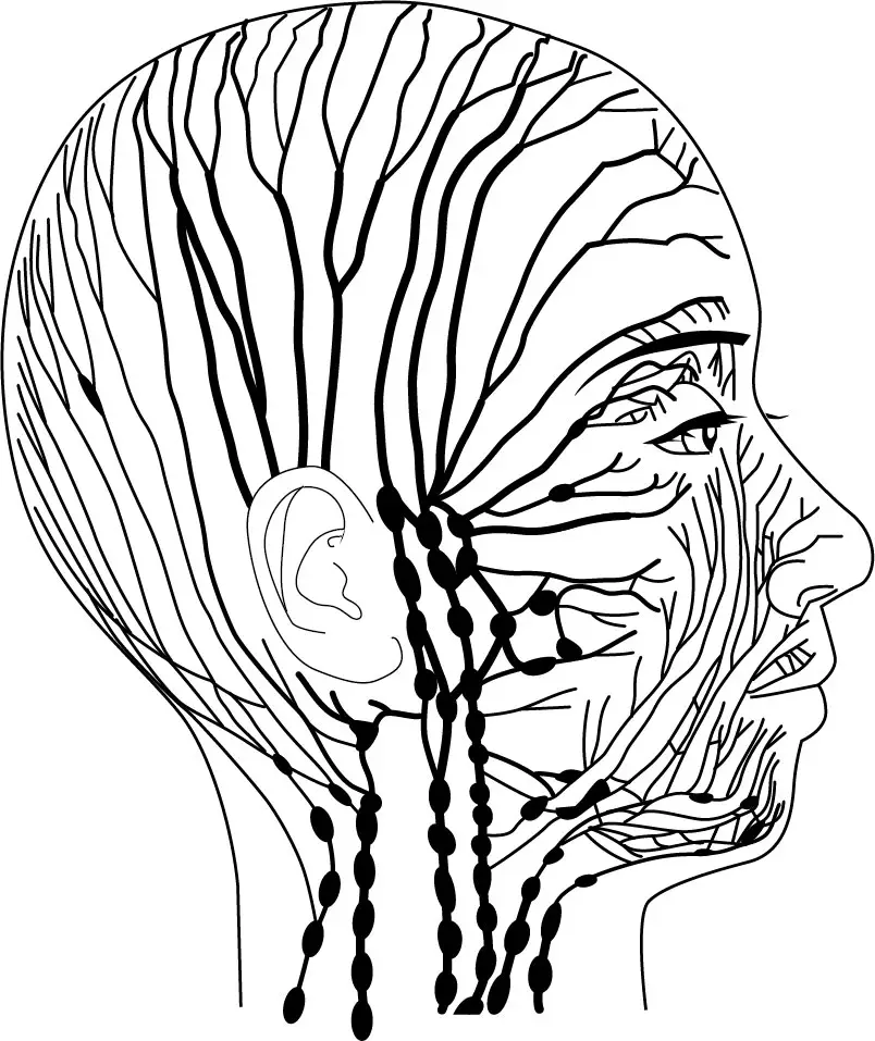 首のリンパ図