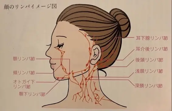 顔のリンパのイメージ図