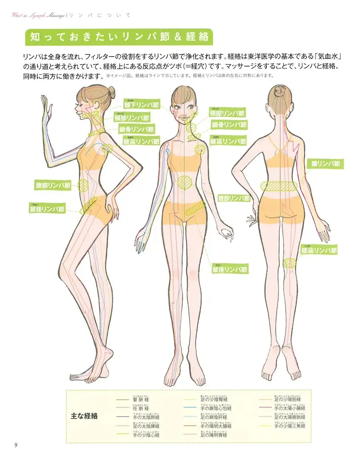 知っておきたいリンパ節と経絡のイラスト図