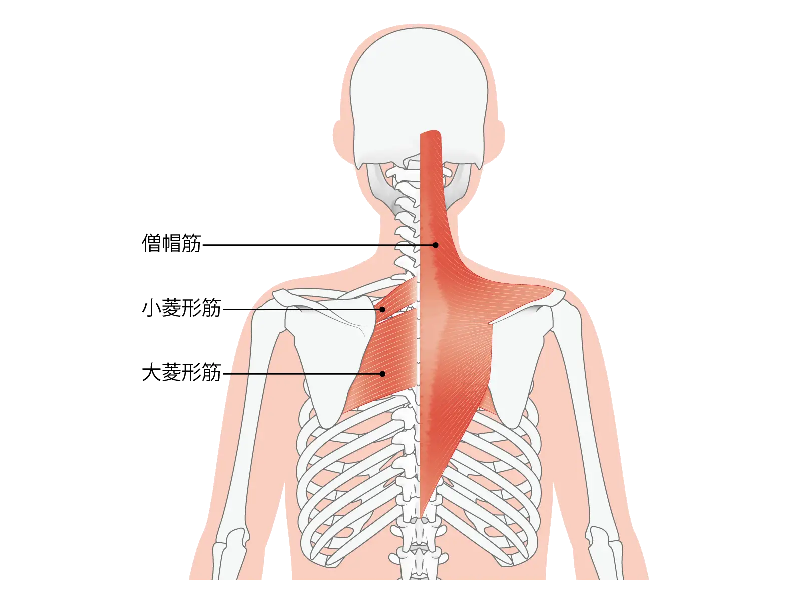 首こりとむくみの関係 コラム 銀座ナチュラルタイム 銀座駅から徒歩1分の極上リンパマッサージ 首こりとむくみの関係 コラム 銀座ナチュラルタイム 銀座駅から徒歩1分の極上リンパマッサージ