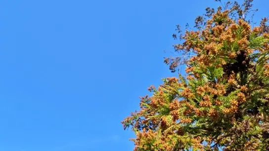 春バテの原因になる花粉症