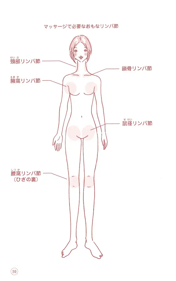 マッサージ に関係する基本リンパ節