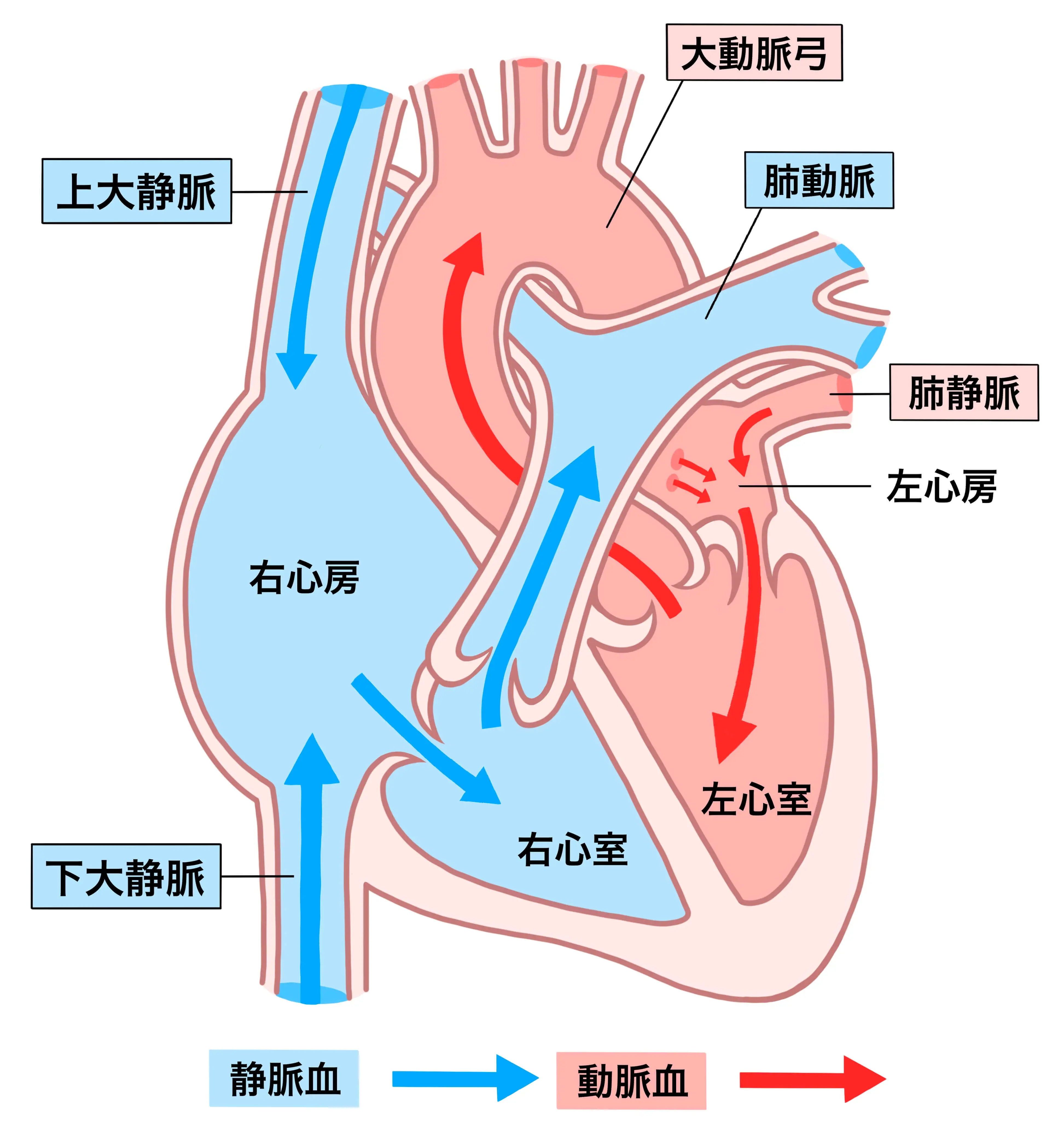 心臓の循環イラスト図