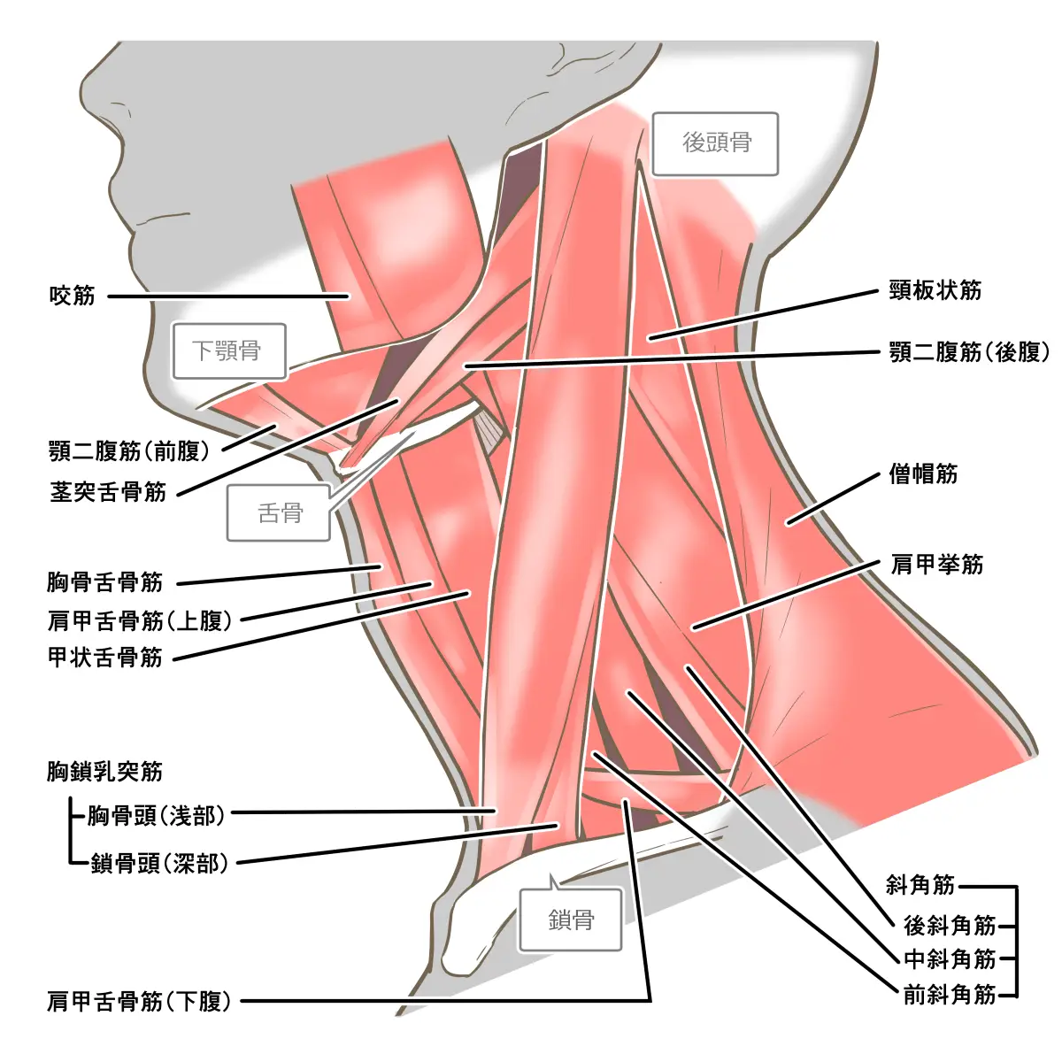 首の筋肉解剖図、胸鎖乳突筋がポイント