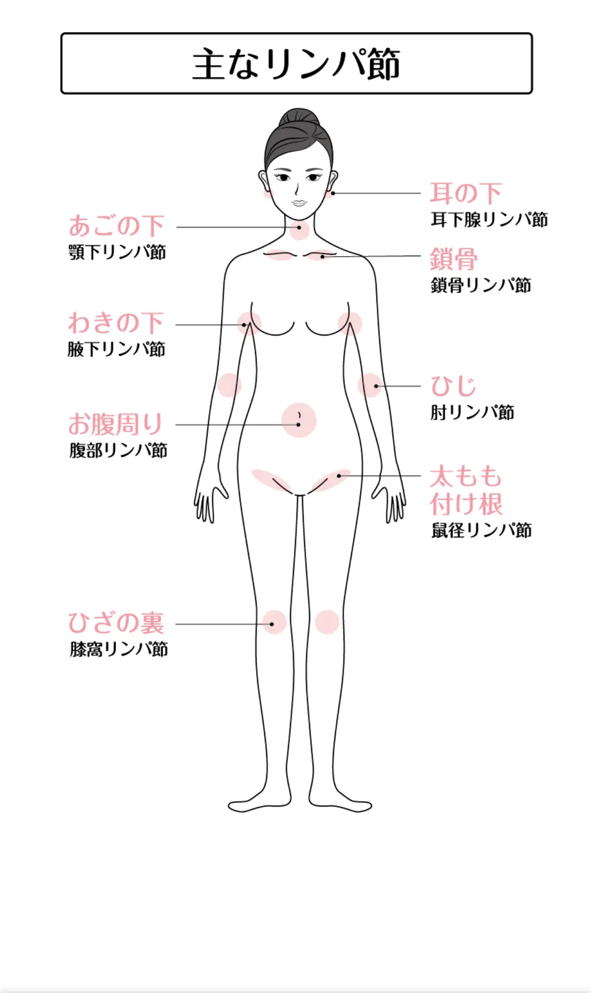 主なリンパ節のイラスト図