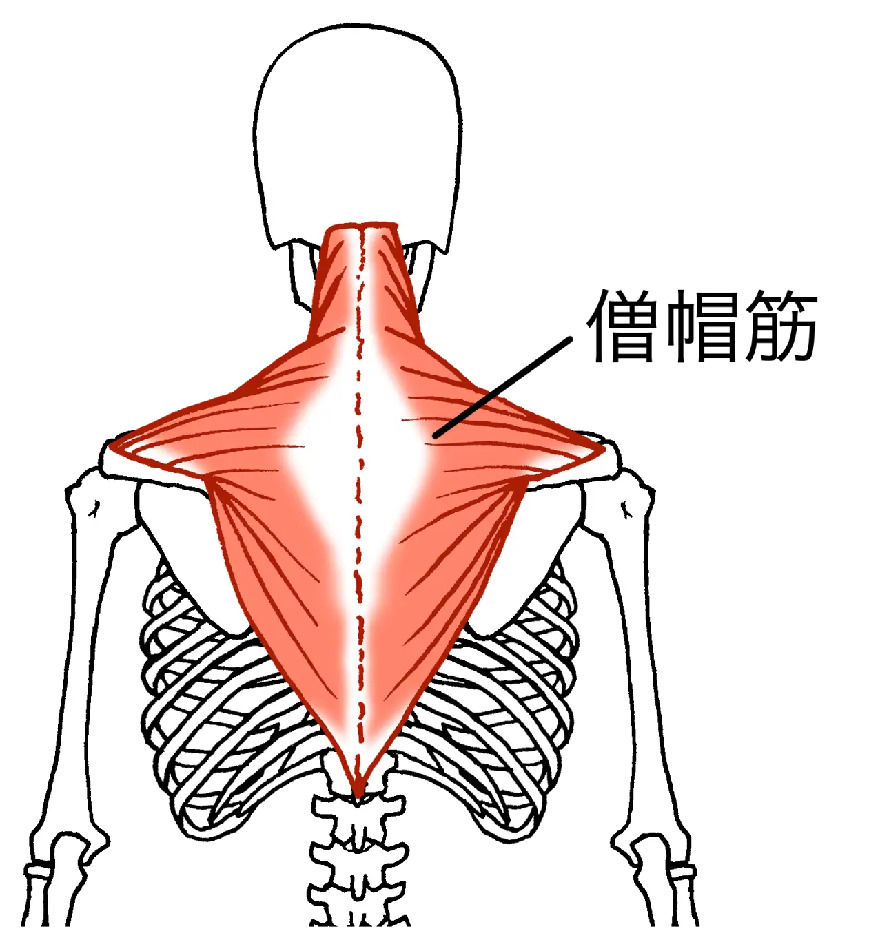 肩の盛り上がりの中心となる僧帽筋