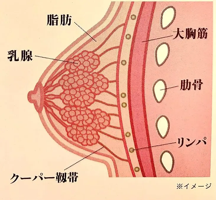 バストの解剖図