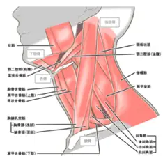 首の筋肉解剖図イラスト
