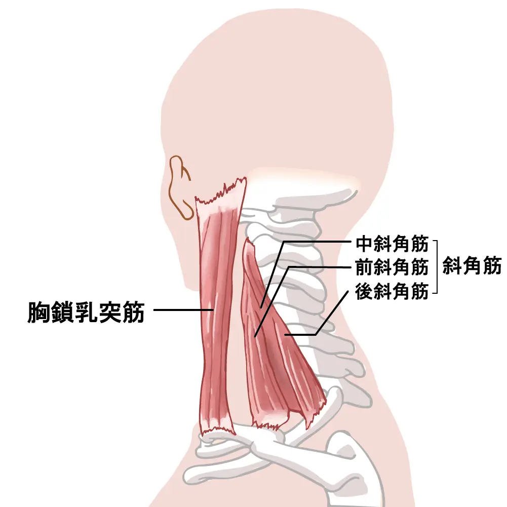 胸鎖乳突筋と斜角筋のイラスト図