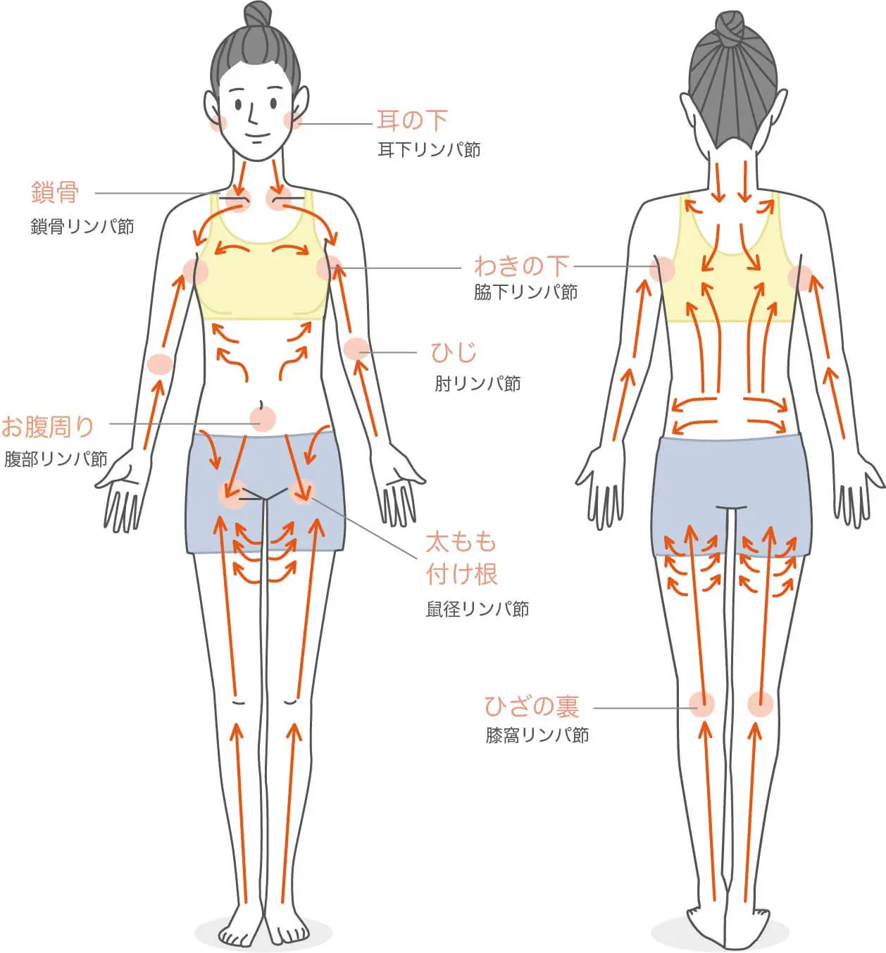 リンパの流れを図解 正しい体の仕組みを知って むくみを解消しよう コラム 銀座ナチュラルタイム 銀座駅から徒歩1分の極上リンパマッサージ
