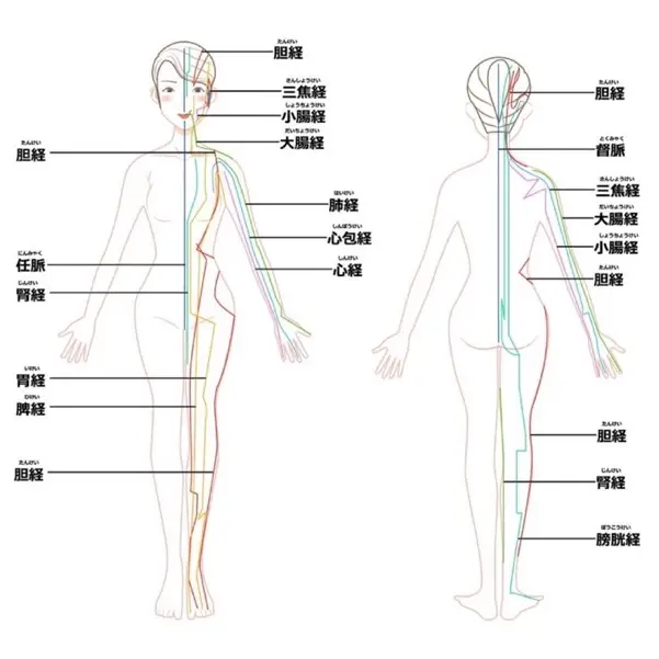 全身のマッサージに用いる経絡図