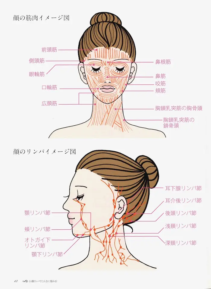 顔の筋肉図、リンパ図