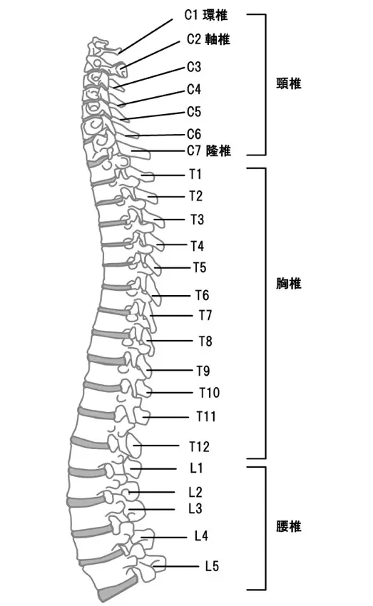 腰から首までを構成する脊椎のイラスト