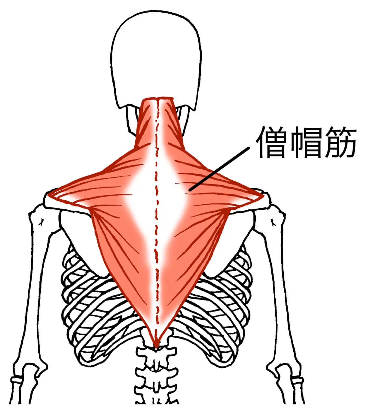 僧帽筋の筋肉図